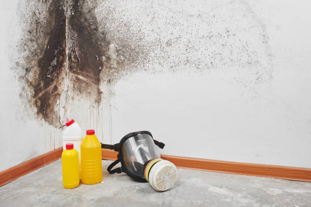 Best Mold Removal Process  in Swartz Creek, MI