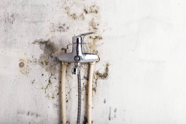Best Black Mold Removal  in Swartz Creek, MI