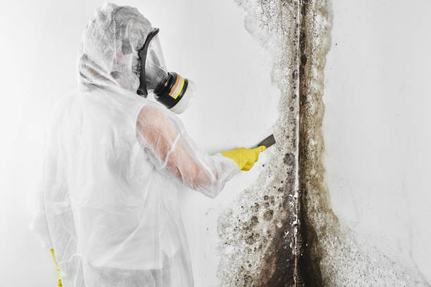 Professional Mold Removal in Swartz Creek, MI