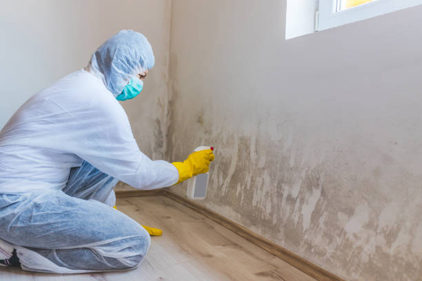 Mold Testing and Removal in Swartz Creek, MI