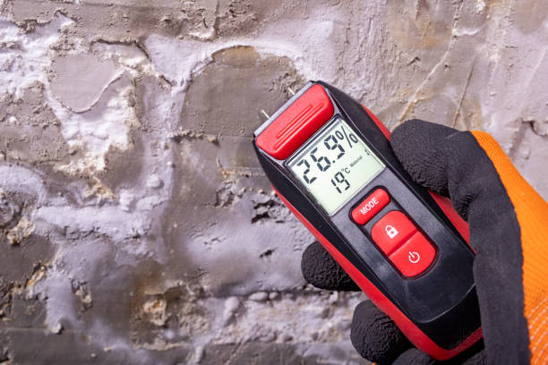 Best Local Mold Removal Service  in Swartz Creek, MI