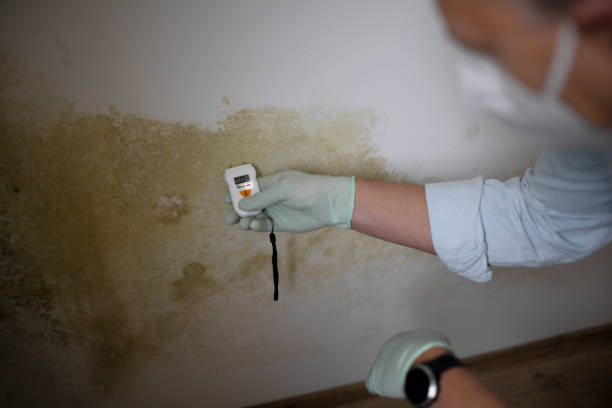 Best Mold Removal and Inspection  in Swartz Creek, MI