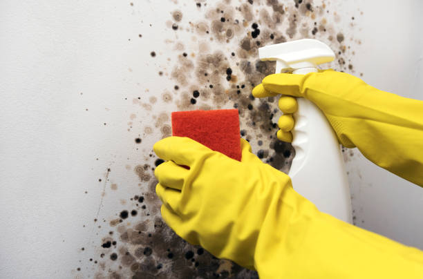 Best Mold Testing and Removal  in Swartz Creek, MI